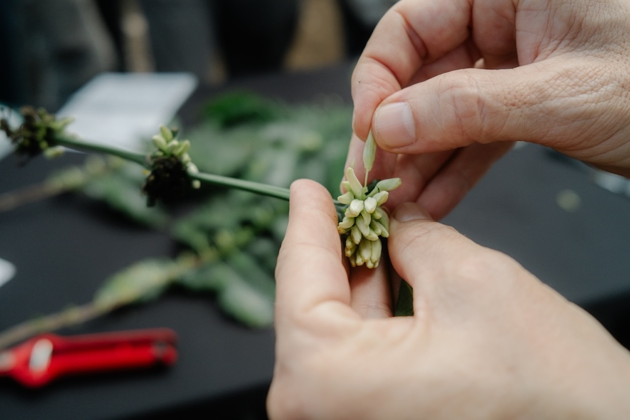 Examining coffee hybrid plants at World Coffee Research